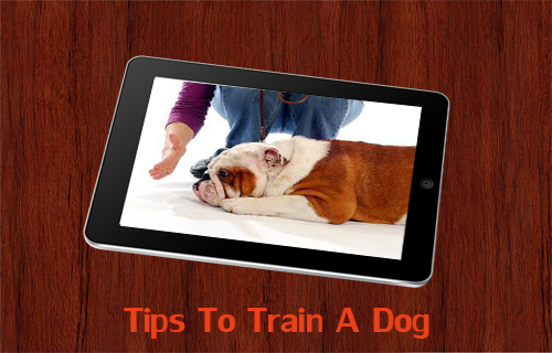 训练一只小狗大全(Tips To Train A Dog) v1.0 安卓版0