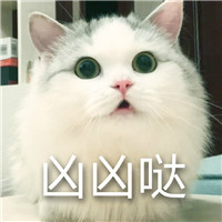 猫咪超凶表情包