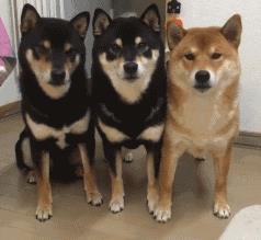 三只狗一只出列微信gif 完整版0