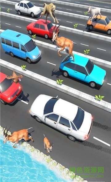 公路上的動物2