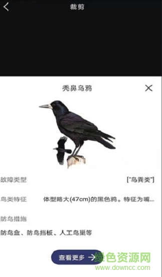 图音识鸟 v1.1 安卓版2
