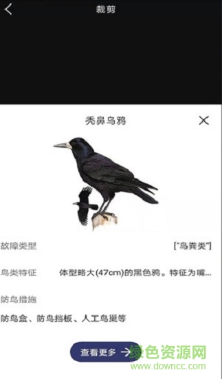 圖音識(shí)鳥(niǎo)app下載