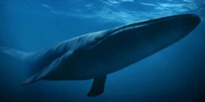 关于鲸鱼的游戏有哪些?鲸鱼游戏大全-鲸鱼模拟器游戏下载