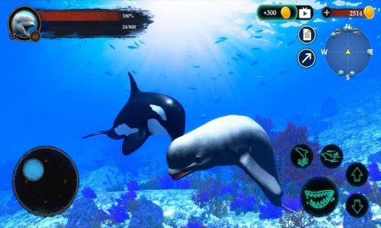 The Beluga Whale最新版 v1.0.1 安卓版 0