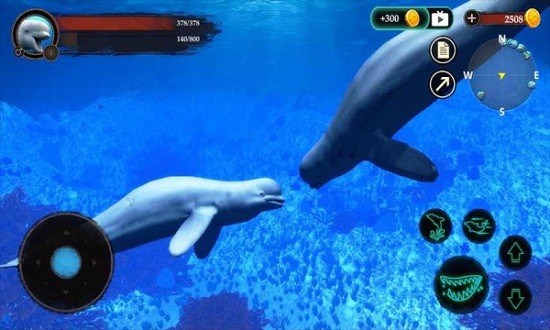 The Beluga Whale最新版1