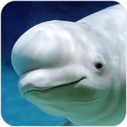 白鲸模拟器手游(The Beluga Whale)