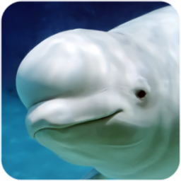 The Beluga Whale最新版