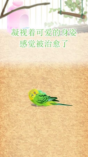 治愈的鹦鹉育成parakeet v1.0 安卓版2