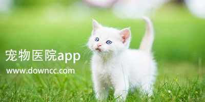 宠物医院app哪个好?宠物医院app-宠物医院手机软件