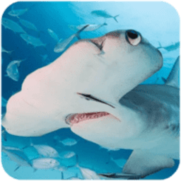 锤头鲨模拟器3d
