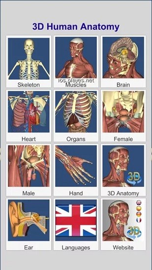 anatomy learning(人衛(wèi)3d解刨學(xué))1