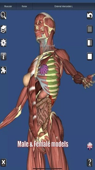 anatomy learning(人衛(wèi)3d解刨學(xué)) v2.1.349 安卓版 3