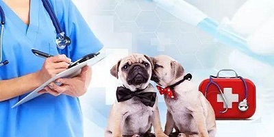 宠物医生游戏大全-动物医生游戏下载-宠物医院游戏下载