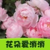 花朵愛消消