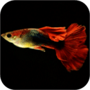 魚(yú)缸計(jì)算器