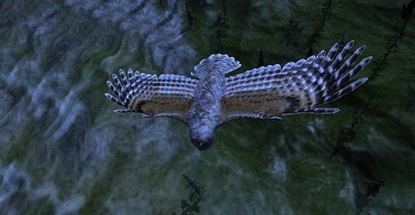 貓頭鷹狩獵之旅 v1.1 安卓版 0