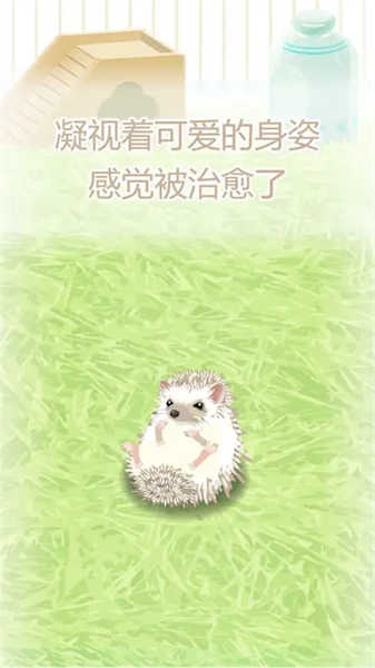 治愈的刺猬育成 v1.1 安卓版 0